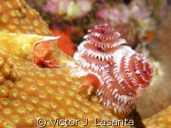 chritmas tree worm in a star coral at hole in the wall di... by Victor J. Lasanta 